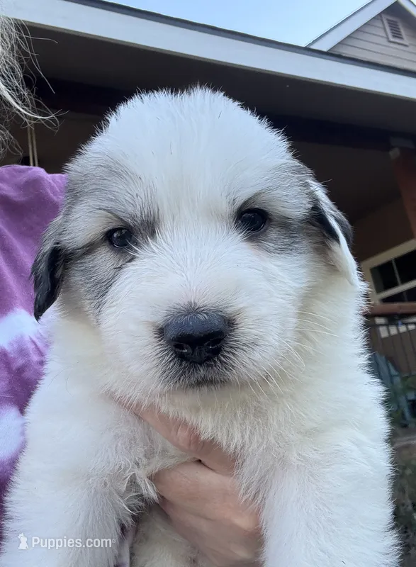 Cascadel – Great Pyrenees puppy for sale in North Fork, CA