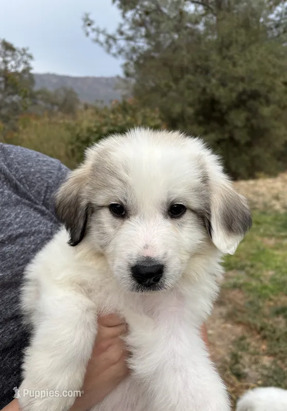 Cascadel – Great Pyrenees puppy on hold in North Fork, CA
