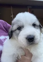 Cascadel, a female Great Pyrenees for sale in North Fork, CA – 2 of 6