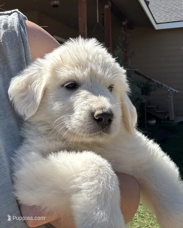 Luna – Great Pyrenees puppy for sale in North Fork, CA
