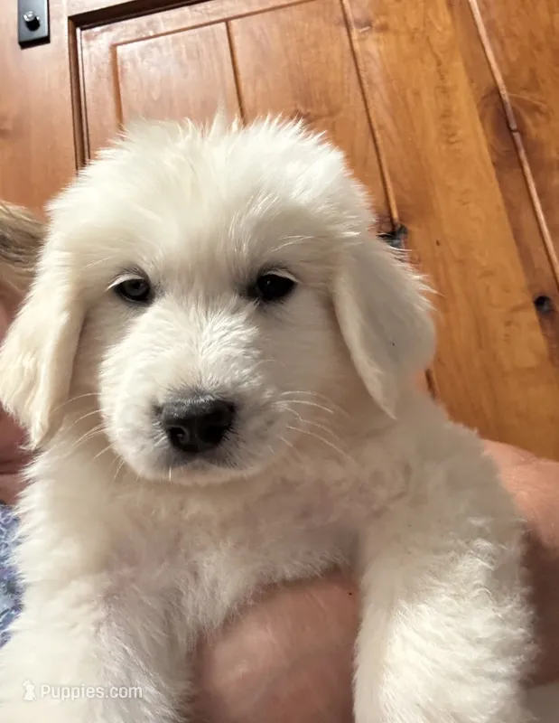 Quartz – Great Pyrenees puppy on hold in North Fork, CA
