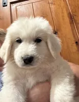 Quartz, a male Great Pyrenees for sale in North Fork, CA – 1 of 6