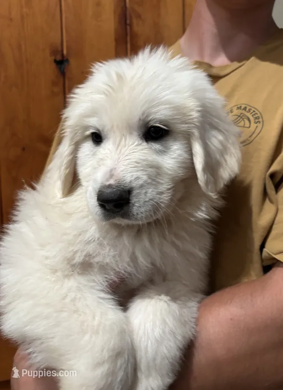 Luna – Great Pyrenees puppy for sale in North Fork, CA