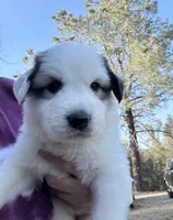 Angel Falls, a female Great Pyrenees for sale in North Fork, CA – 2 of 6