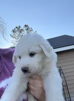 Rose, a female Great Pyrenees for sale in North Fork, CA – 2 of 6
