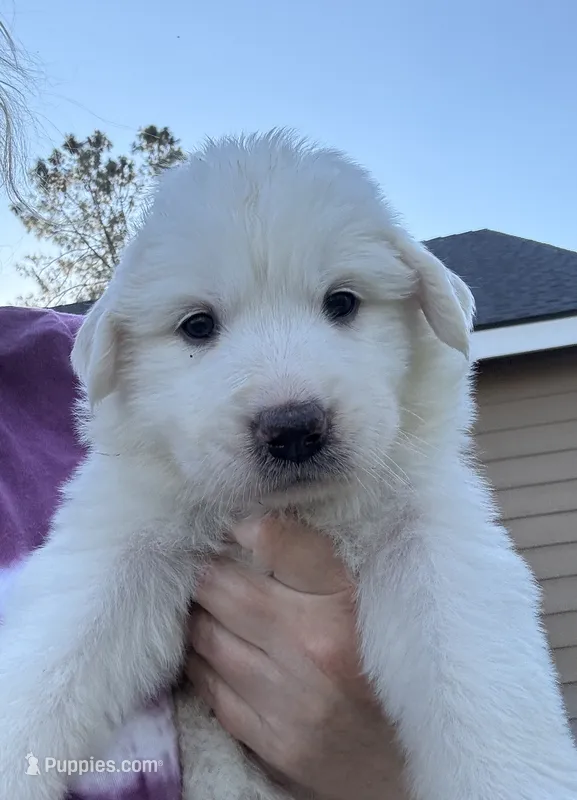 Luna – Great Pyrenees puppy for sale in North Fork, CA