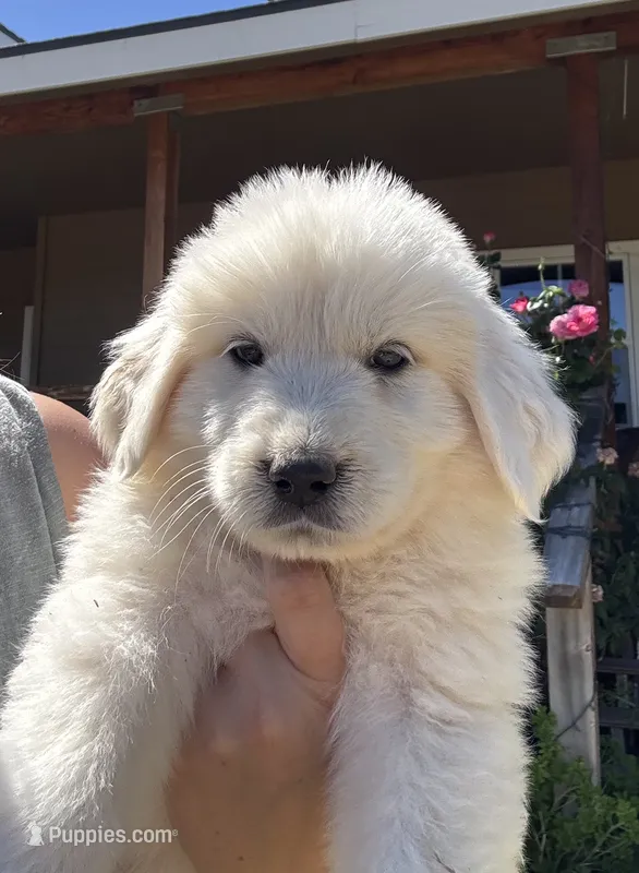 Luna – Great Pyrenees puppy for sale in North Fork, CA