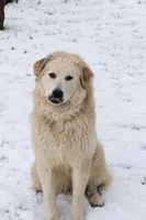 Cascadel, a female Great Pyrenees for sale in North Fork, CA – 4 of 6