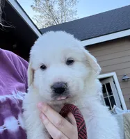 Creek, a male Great Pyrenees for sale in North Fork, CA – 3 of 6