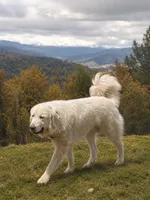 Cascadel, a female Great Pyrenees for sale in North Fork, CA – 3 of 6
