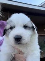 Cascadel, a female Great Pyrenees for sale in North Fork, CA – 5 of 6