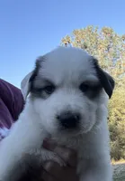 Angel Falls, a female Great Pyrenees for sale in North Fork, CA – 1 of 6