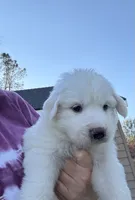 Luna, a female Great Pyrenees for sale in North Fork, CA – 3 of 6