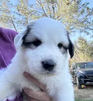 Angel Falls, a female Great Pyrenees for sale in North Fork, CA – 3 of 6