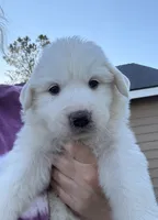 Rose, a female Great Pyrenees for sale in North Fork, CA – 1 of 6