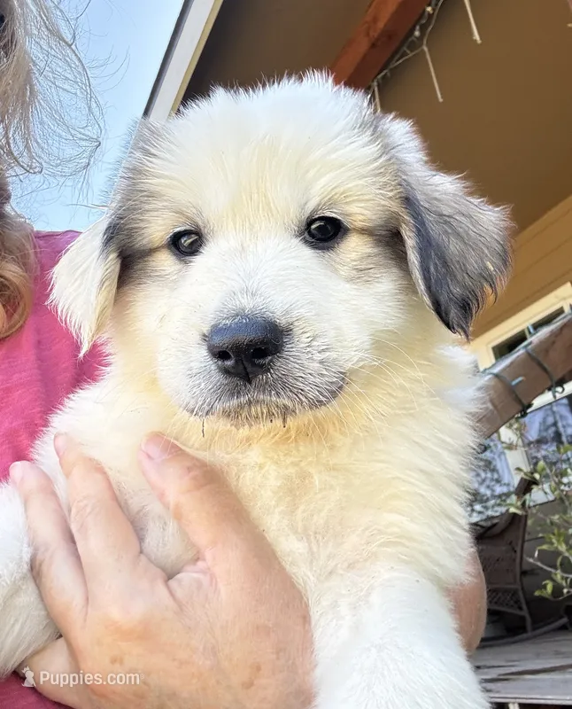 Clementine – Great Pyrenees puppy for sale in North Fork, CA