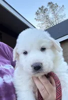 Creek, a male Great Pyrenees for sale in North Fork, CA – 2 of 6