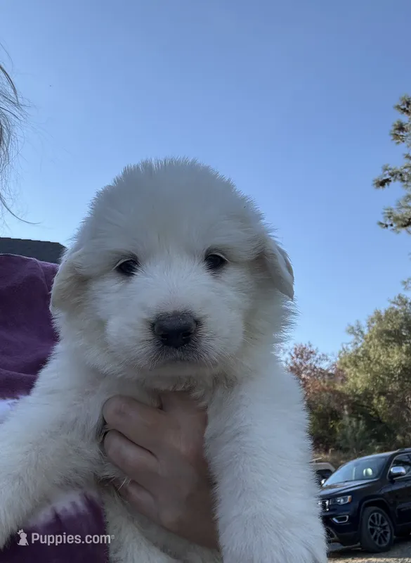 Clementine  – Great Pyrenees puppy for sale in North Fork, CA