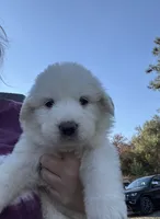 Clementine , a female Great Pyrenees for sale in North Fork, CA – 1 of 5