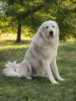 Angel Falls, a female Great Pyrenees for sale in North Fork, CA – 5 of 6