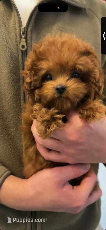 Miso – Poodle - Miniature  puppy for sale in Texas City, TX