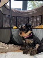 Gorgeous, Playful Yorkie Puppy (Kennedy), a male Yorkshire Terrier for sale in Christiansburg, VA – 1 of 1