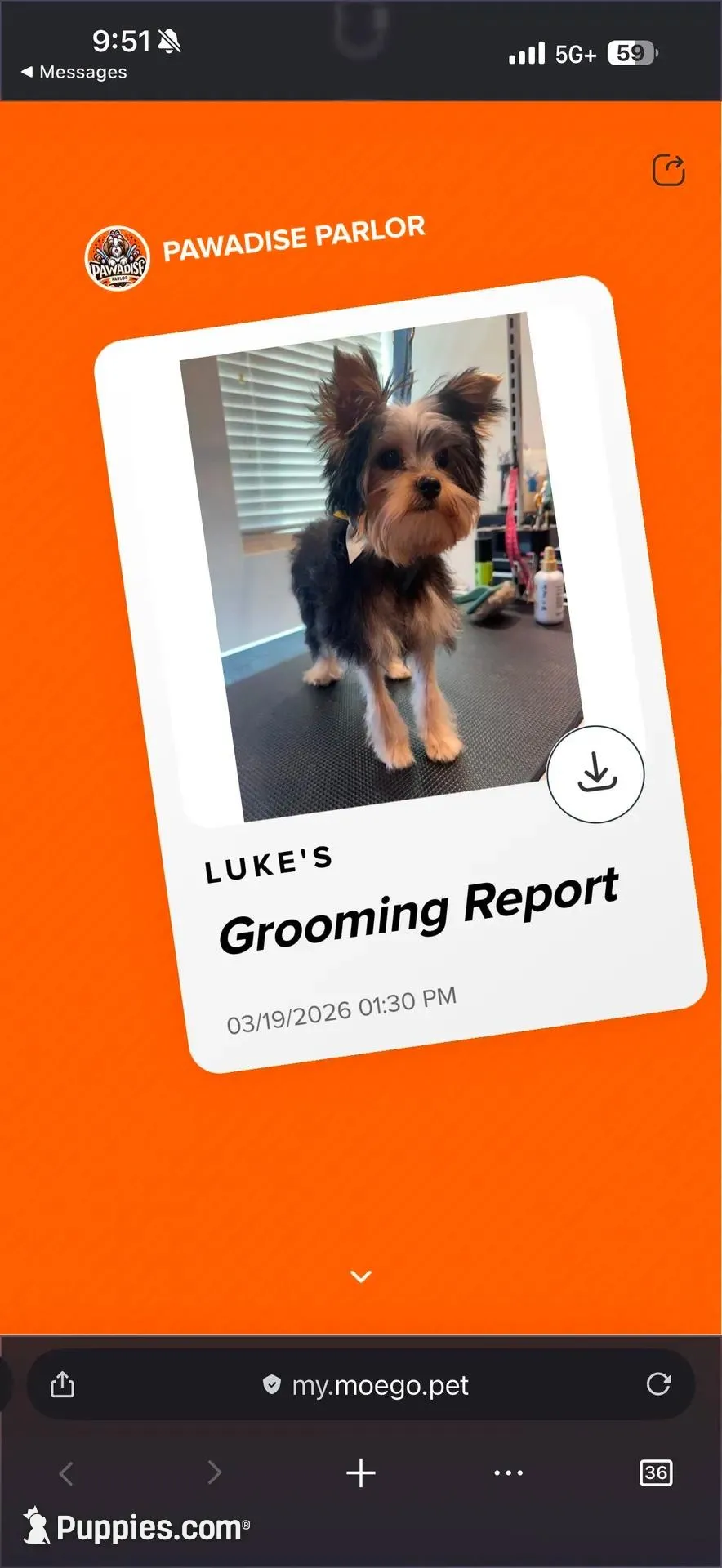 Luke  – Yorkshire Terrier puppy for sale in Oklahoma City, OK