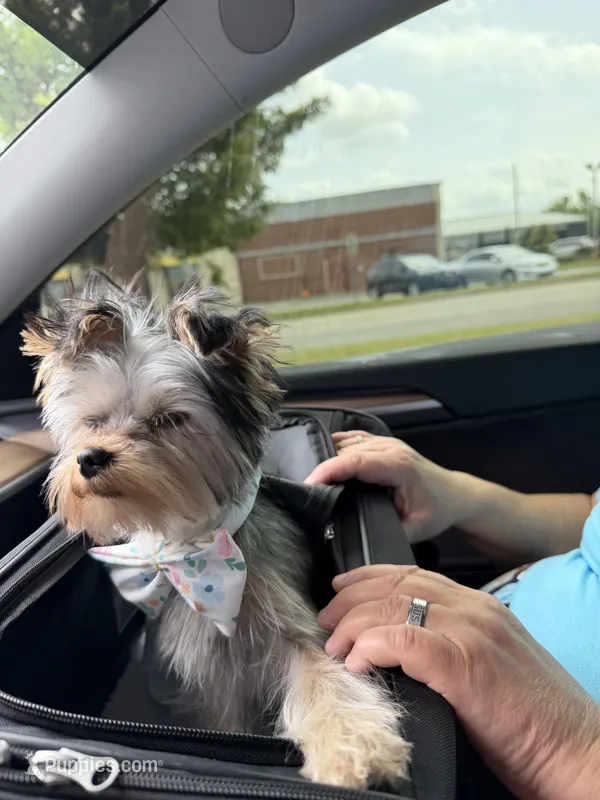 Luke  – Yorkshire Terrier puppy for sale in Oklahoma City, OK