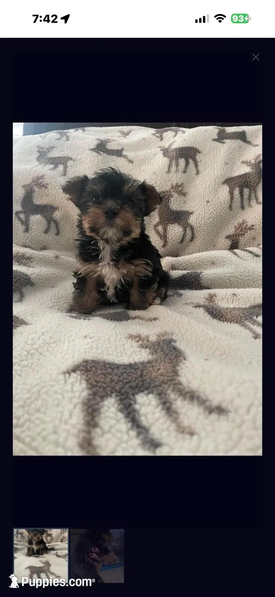 Luke , a male Yorkshire Terrier for sale in Oklahoma City, OK – Photo 4 of 4