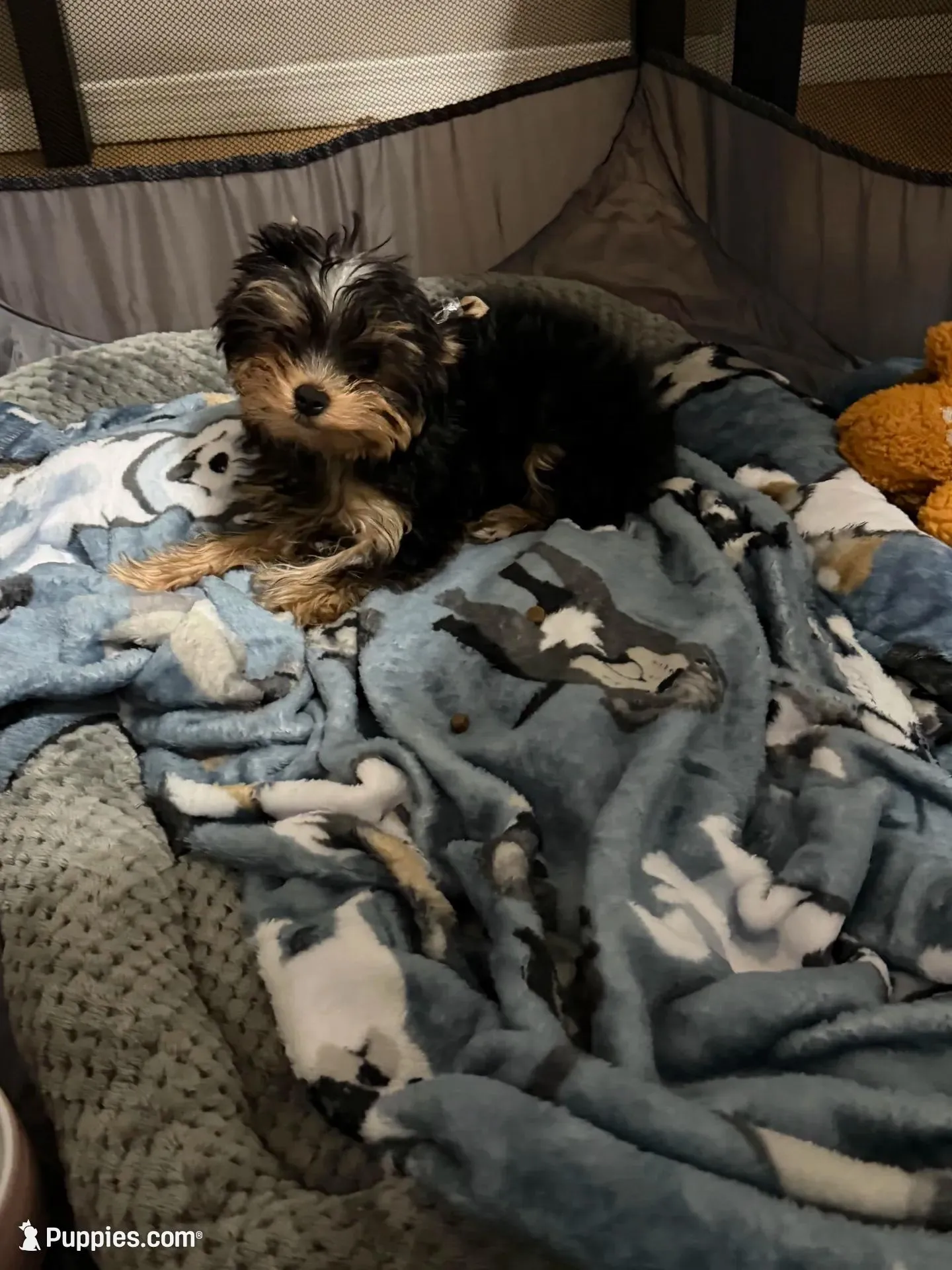 Luke , a male Yorkshire Terrier for sale in Oklahoma City, OK – Photo 3 of 4
