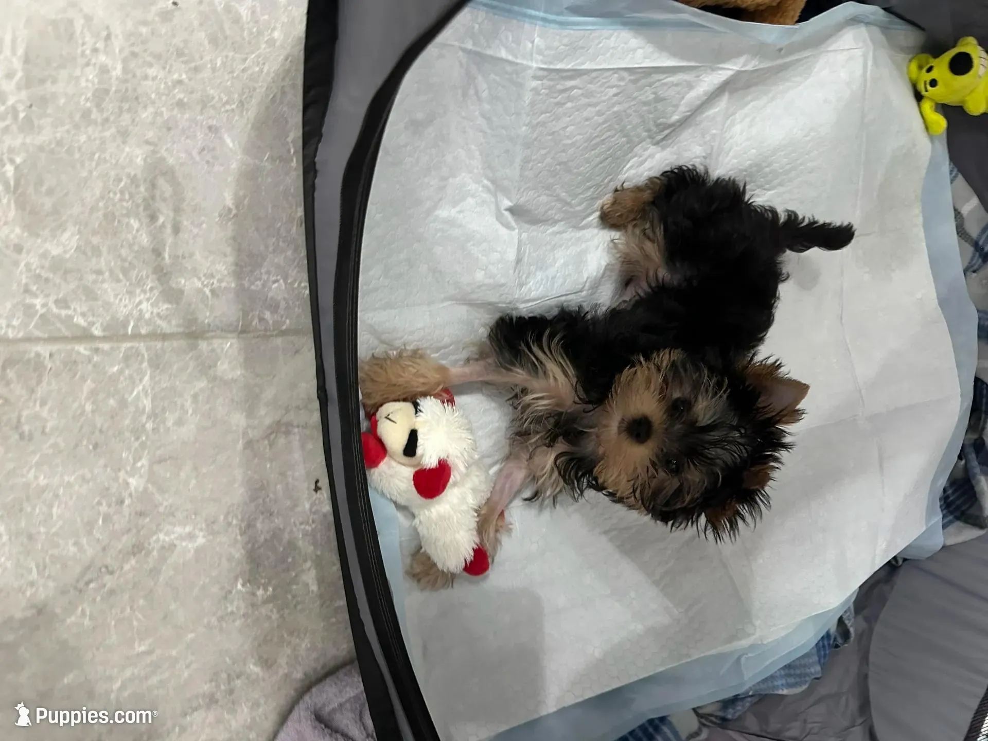 Luke , a male Yorkshire Terrier for sale in Oklahoma City, OK – Photo 2 of 4