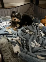 Luke , a male Yorkshire Terrier for sale in Oklahoma City, OK – Photo 5 of 5