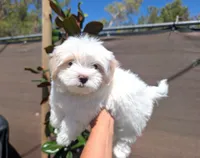 Toy Danny ( VIDEOS), a male Maltese and Shih Tzu for sale in Apple Valley, CA – 3 of 10