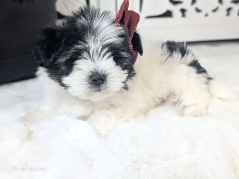 TOY Audrey (VIDEO) – Maltese, Shih Tzu puppy for sale in Apple Valley, CA