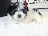 TOY Audrey (VIDEO), a female Maltese and Shih Tzu for sale in Apple Valley, CA – 2 of 6