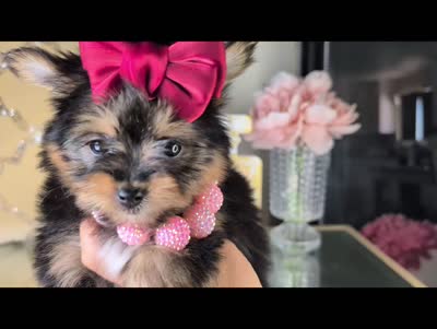 TCUP Kylie (VIDEO), a female Yorkshire Terrier for sale in Apple Valley, CA – 9 of 9