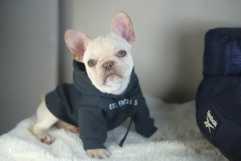 Casey * VIDEO* – French Bulldog puppy for sale in Apple Valley, CA