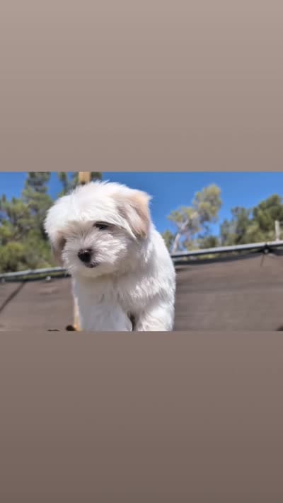 Toy Danny ( VIDEOS), a male Maltese and Shih Tzu for sale in Apple Valley, CA – 10 of 10