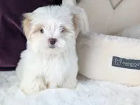 Toy Danny ( VIDEOS), a male Maltese and Shih Tzu for sale in Apple Valley, CA – 7 of 10