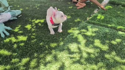 Casey * VIDEO*, a male French Bulldog for sale in Apple Valley, CA – 9 of 9