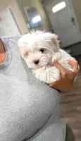 Toy Danny ( VIDEOS), a male Maltese and Shih Tzu for sale in Apple Valley, CA – 2 of 10