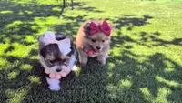 Tcup Kendall (videos), a female Pomeranian and Yorkshire Terrier for sale in Apple Valley, CA – 7 of 10