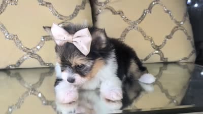 Tcup Kendall, a female Pomeranian and Yorkshire Terrier for sale in Apple Valley, CA – 4 of 4