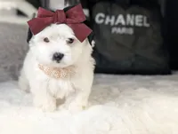 TOY Chanel (VIDEO), a female Mal Shi for sale in Apple Valley, CA – 1 of 3
