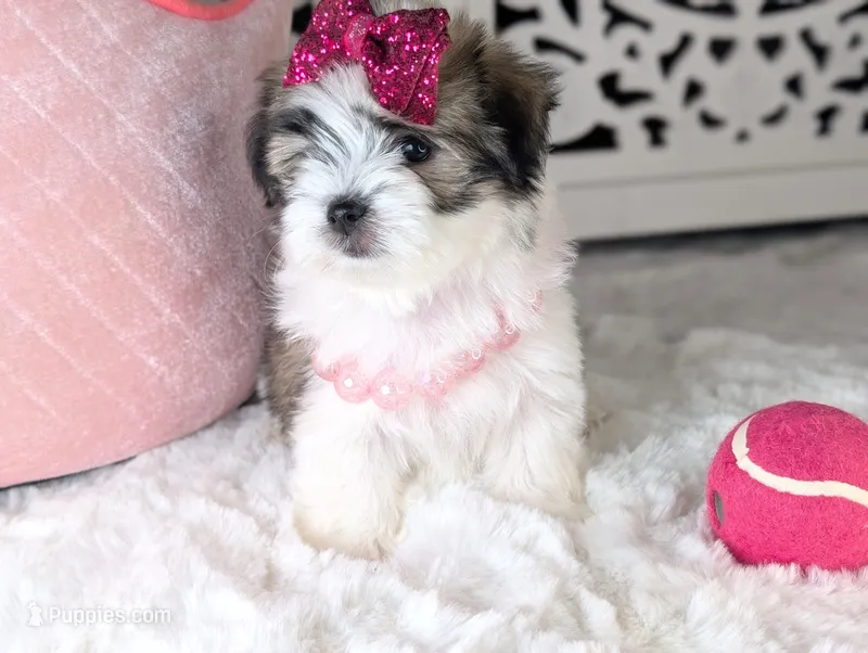 TOY Britney – Maltese, Shih Tzu puppy for sale in Apple Valley, CA
