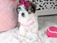 TOY Britney, a female Maltese and Shih Tzu for sale in Apple Valley, CA – 1 of 3