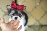 Tcup Kendall, a female Pomeranian and Yorkshire Terrier for sale in Apple Valley, CA – 3 of 4