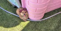 Tcup Kim (video), a female Pomeranian and Yorkshire Terrier for sale in Apple Valley, CA – 2 of 4