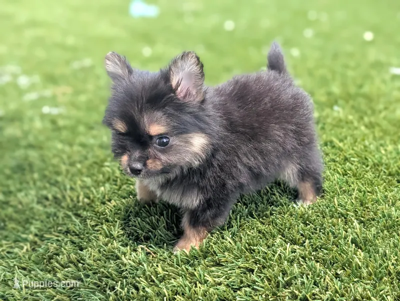 Toy Eric (video) – Pomeranian, Yorkshire Terrier puppy for sale in Apple Valley, CA