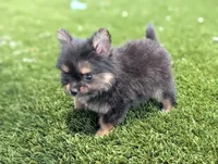 Toy Eric (video), a male Yorkshire Terrier for sale in Apple Valley, CA – 6 of 7